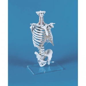 Vertebral Column Model with Thoracic Cage